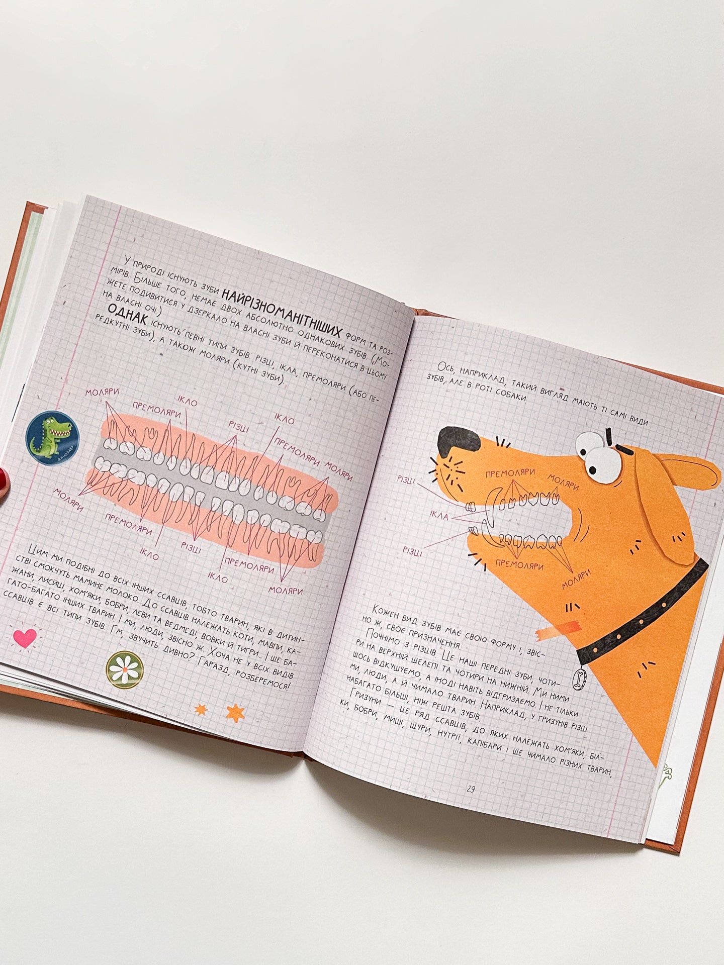 Найважливіша книжка про зуби - Галина Ткачук